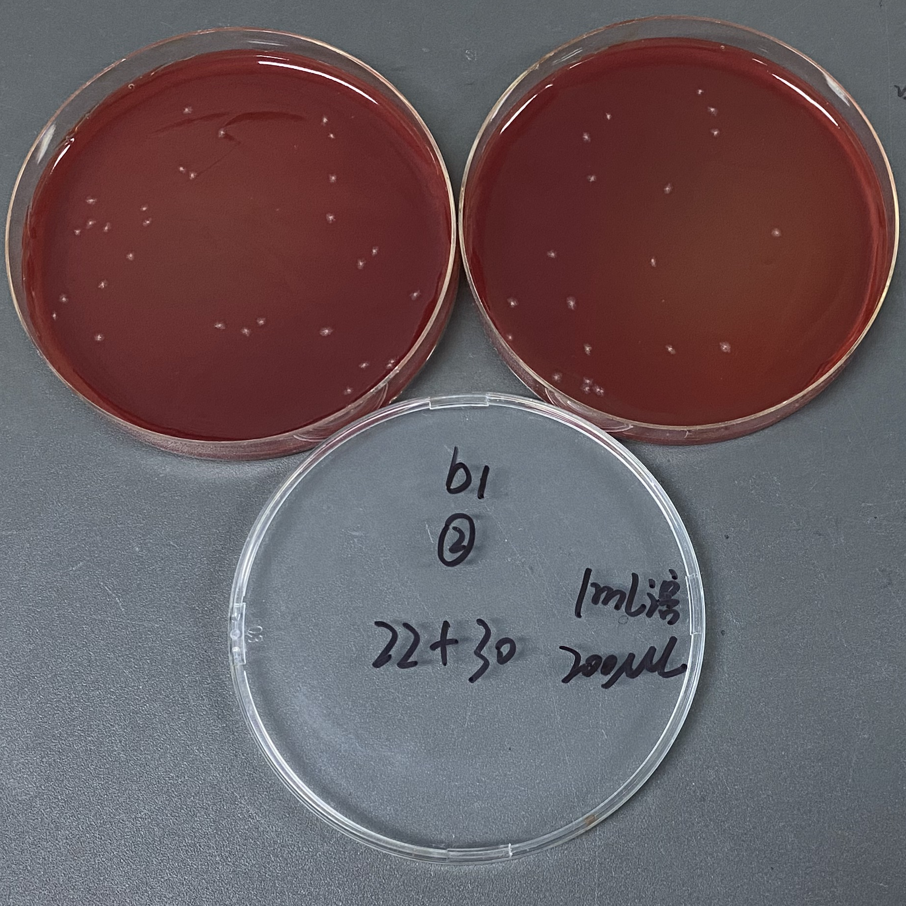 Quantitative quality control strains of Clostridium sporogenes (Plate counting method)-BNCC