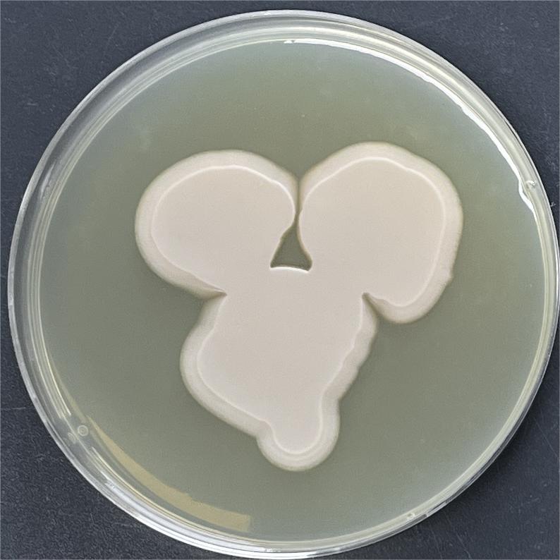 Budding short stem fungi-BNCC
