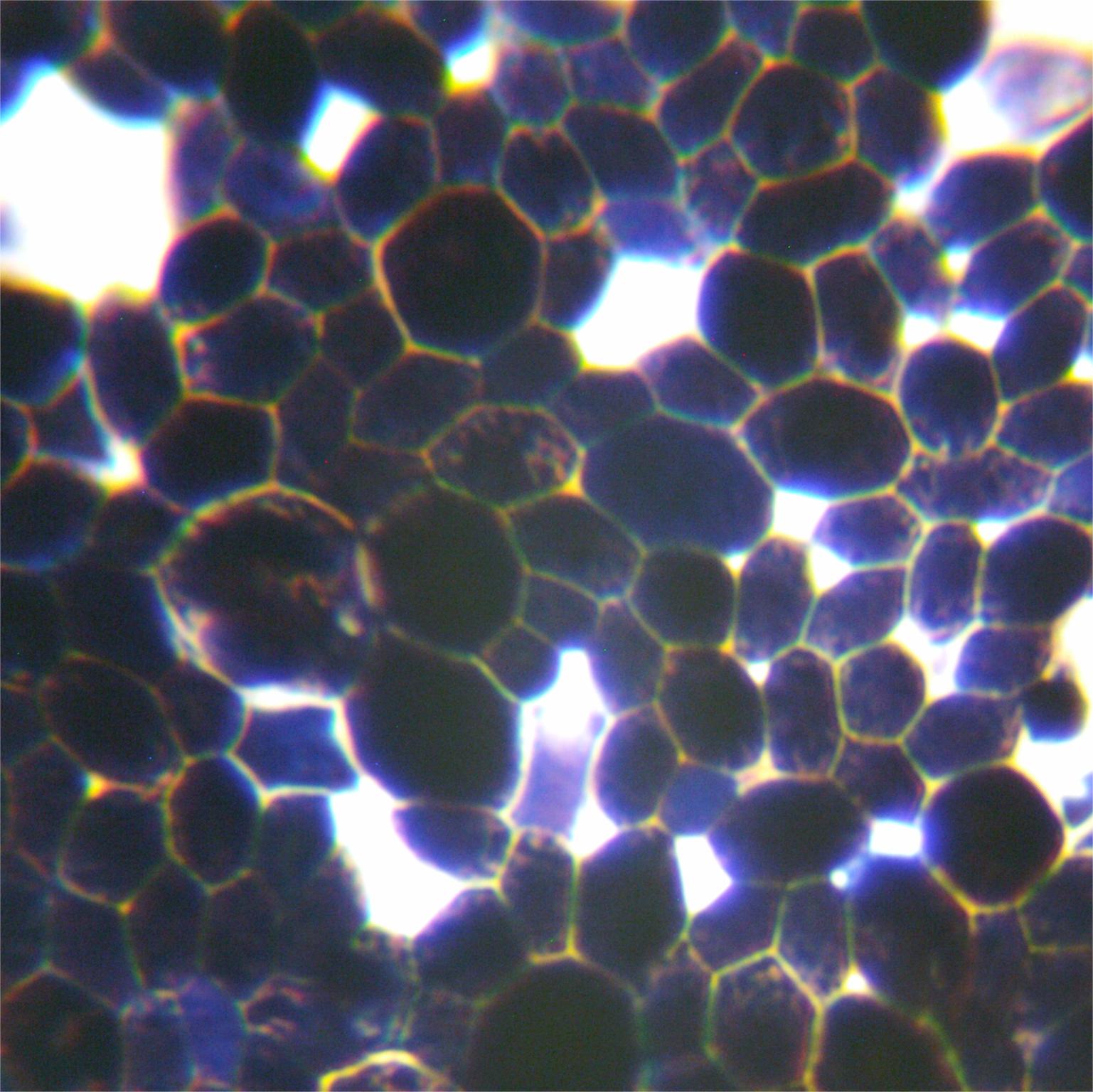 Budding short stem fungi-BNCC
