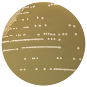 Lactobacillus namurensis-BNCC