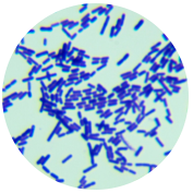 Lactobacillus namurensis-BNCC