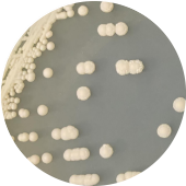 ST9671 yeast-BNCC