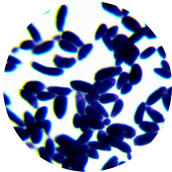 ST9671 yeast-BNCC
