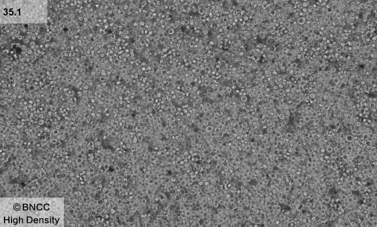 Hybridoma cell anti-CD2-BNCC