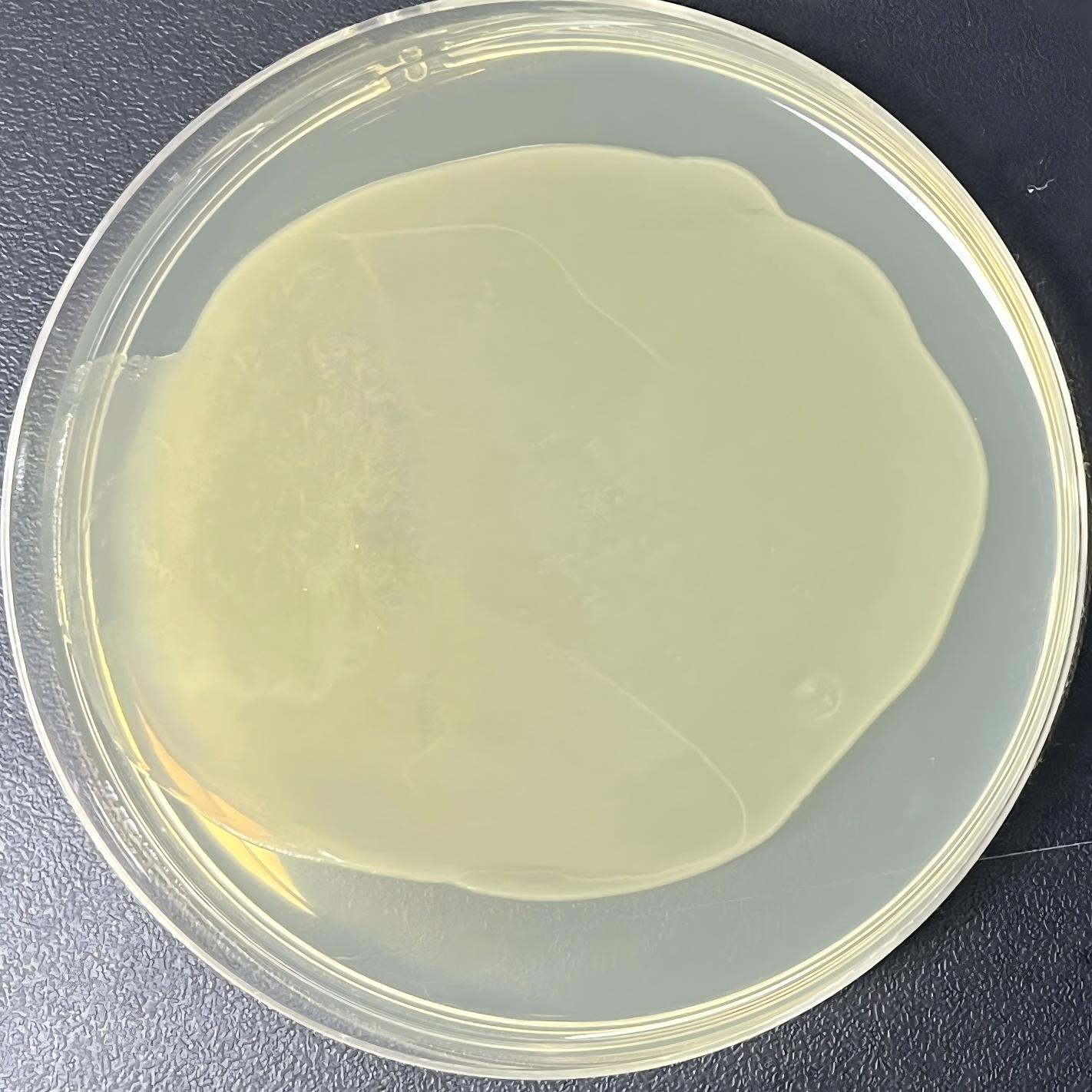 DH5α (containing pBiT2.1-N [TK-SmBiT] plasmid) E. coli-BNCC