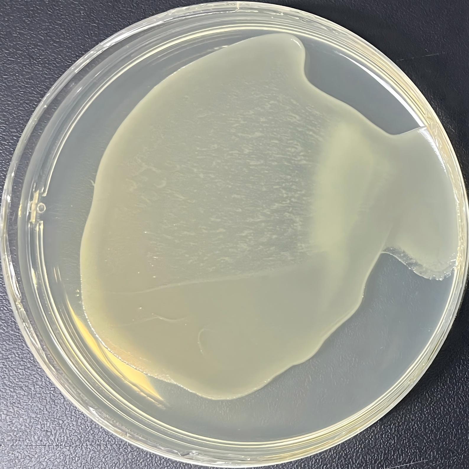 DH5α (containing pCMV-HA-Ub plasmid) E. coli-BNCC
