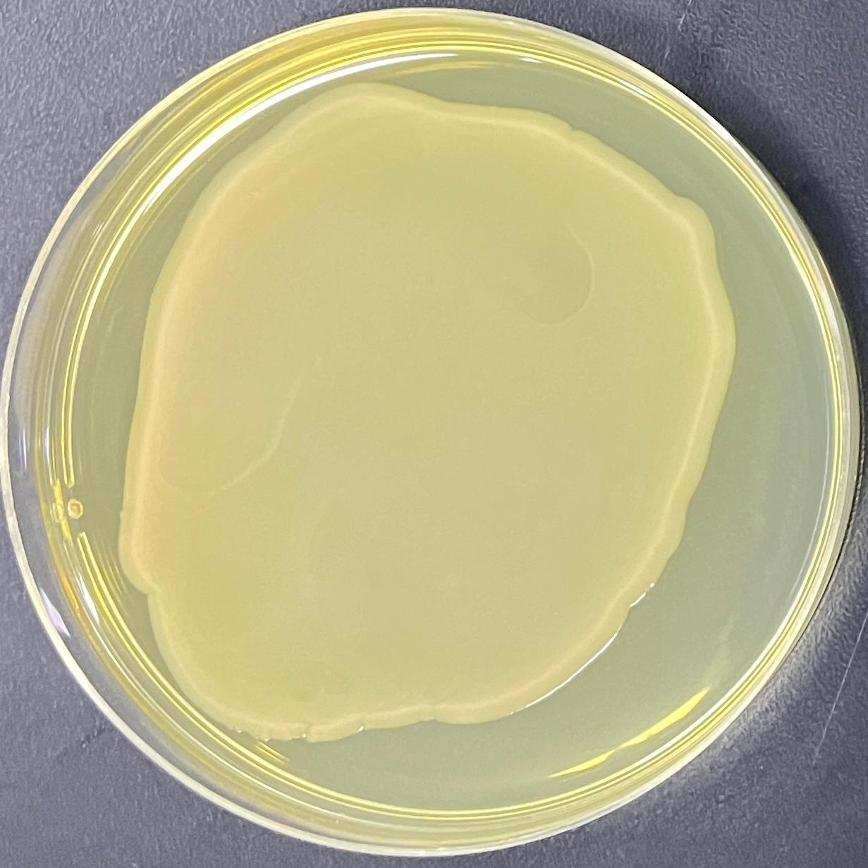 DH5α (containing pET28a-EGFP plasmid) E. coli-BNCC