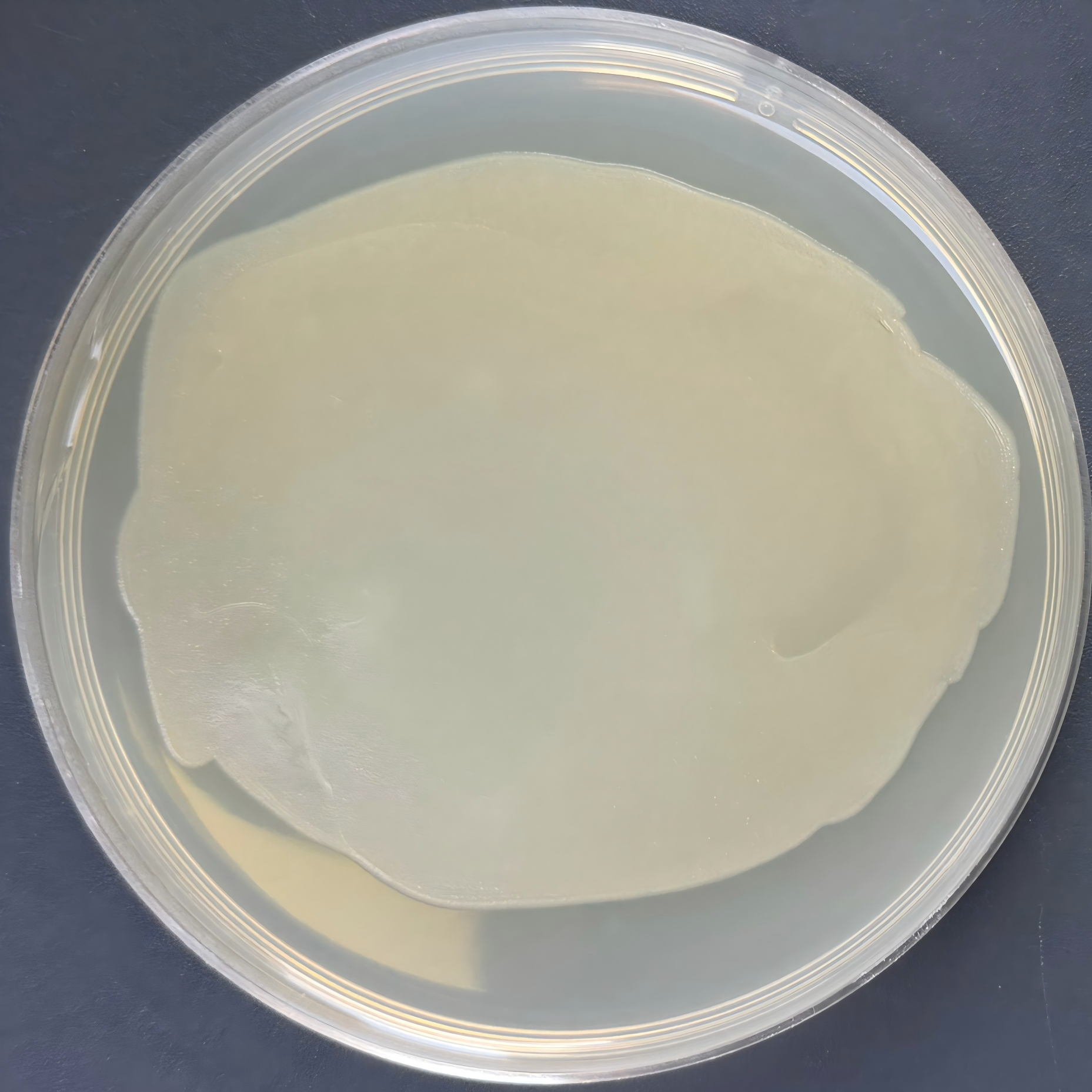 Stbl3 (containing pCAMBIA1303-TrpC-Hygro-gpdA-GFP plasmid) E. coli-BNCC