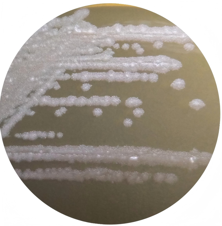 Lactobacillus zymae-BNCC