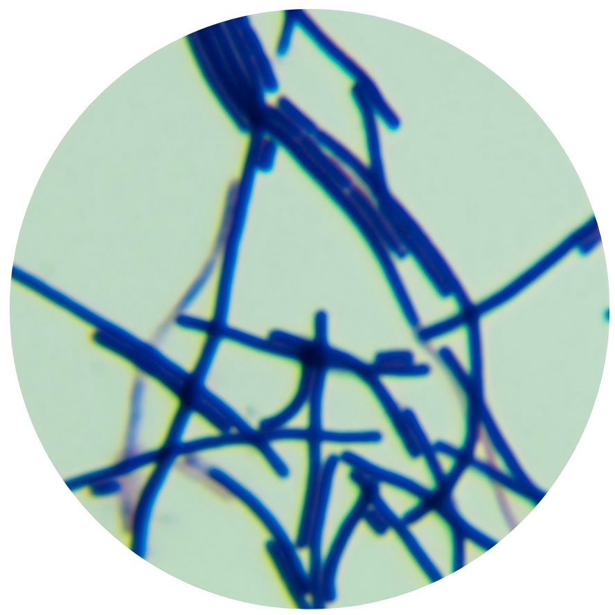 Lactobacillus zymae-BNCC
