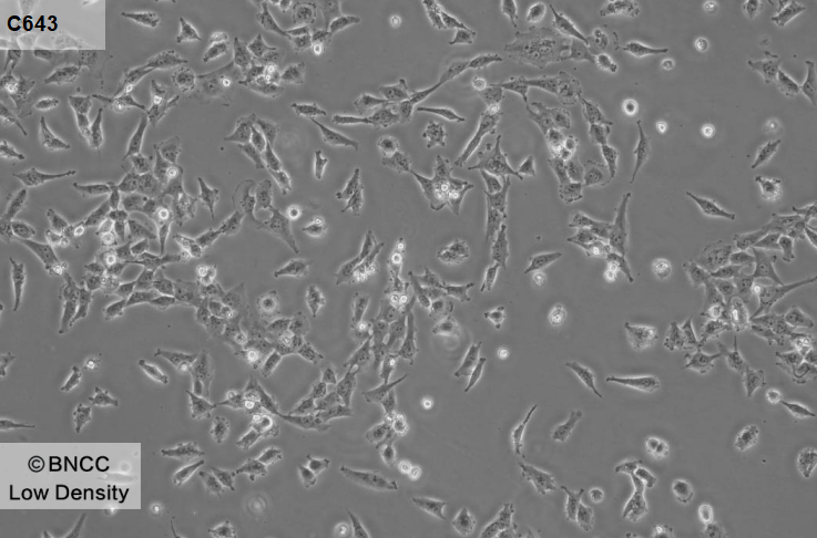 Human thyroid cancer cells-BNCC