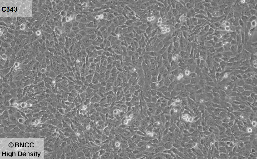 Human thyroid cancer cells-BNCC