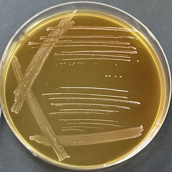 Acinetobacter baumannii-BNCC