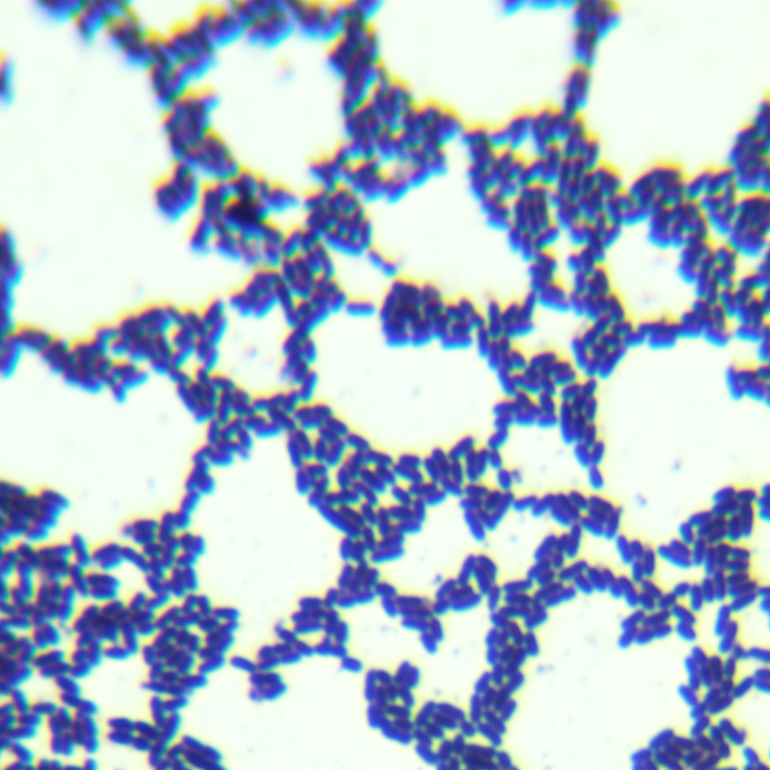 Acinetobacter baumannii-BNCC