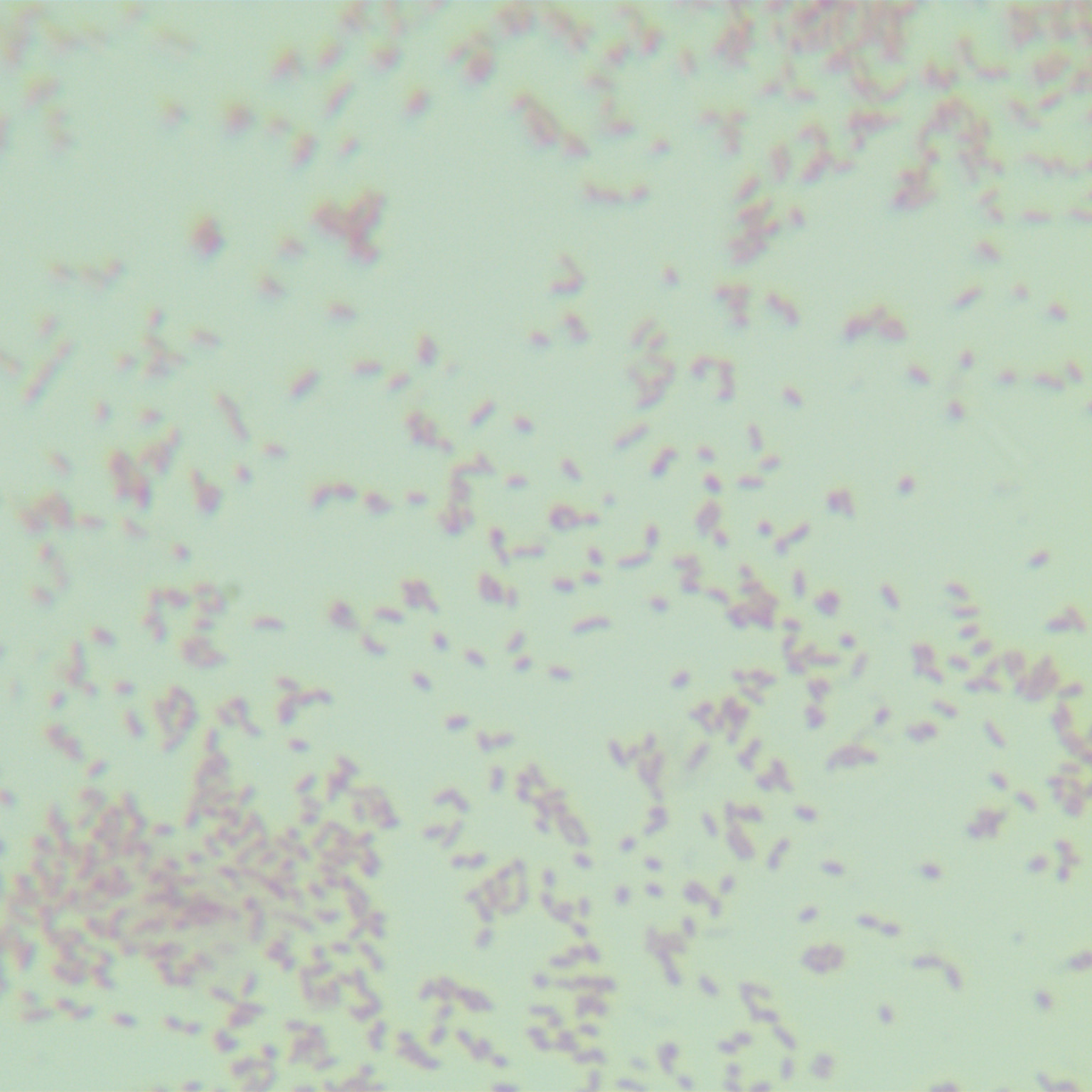 Enterobacter faecalis-BNCC