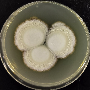 Italian Penicillium-BNCC