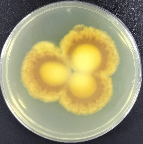 Italian Penicillium-BNCC