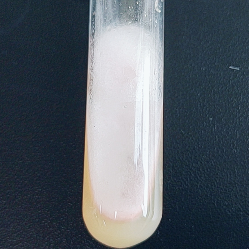 Apple Alternaria-BNCC