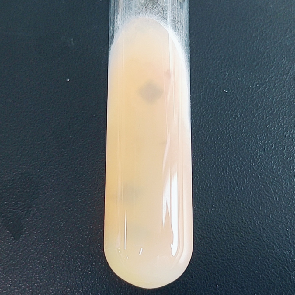 Apple Alternaria-BNCC