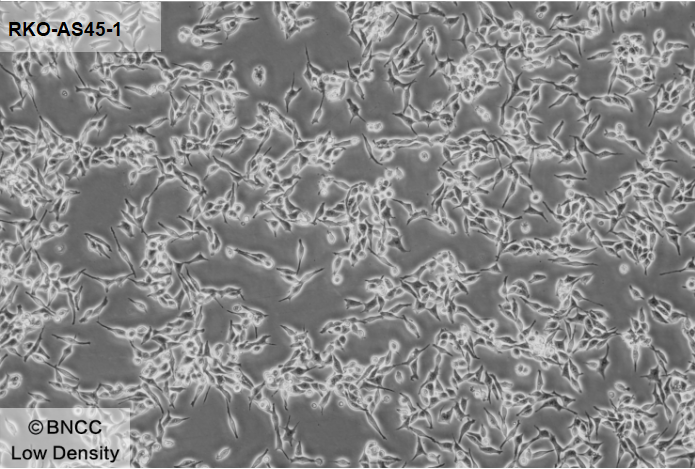 Transgenic human colon cancer cells-BNCC