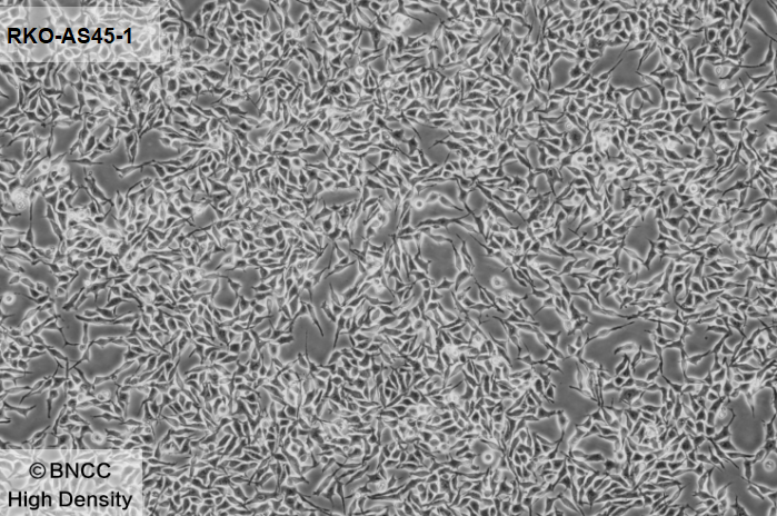 Transgenic human colon cancer cells-BNCC