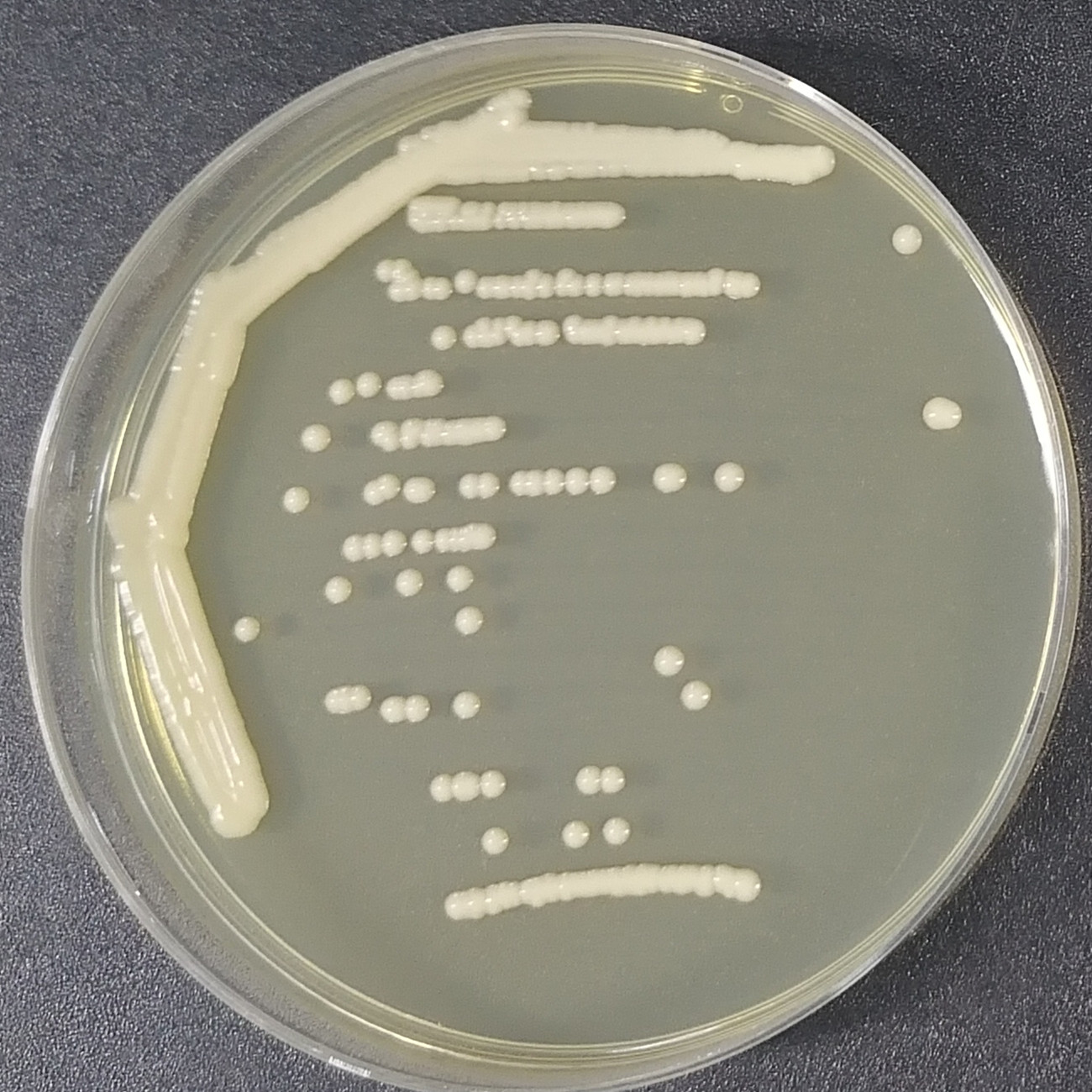 Novocryptosporidium-BNCC