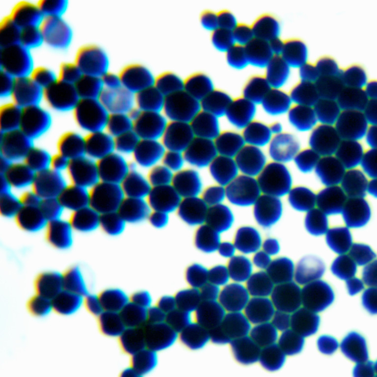 Novocryptosporidium-BNCC