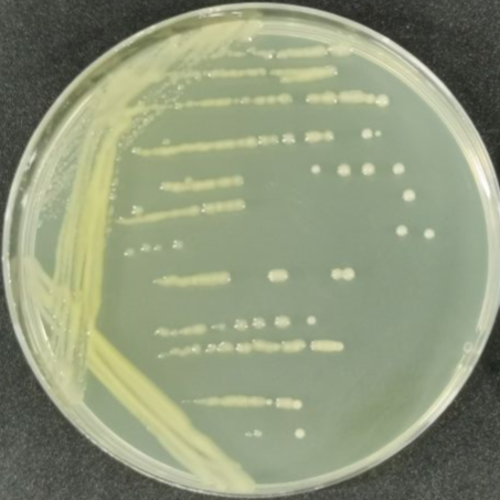 Bacillus subtilis-BNCC