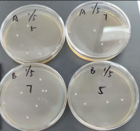 Quantitative strain of Candida albicans-BNCC