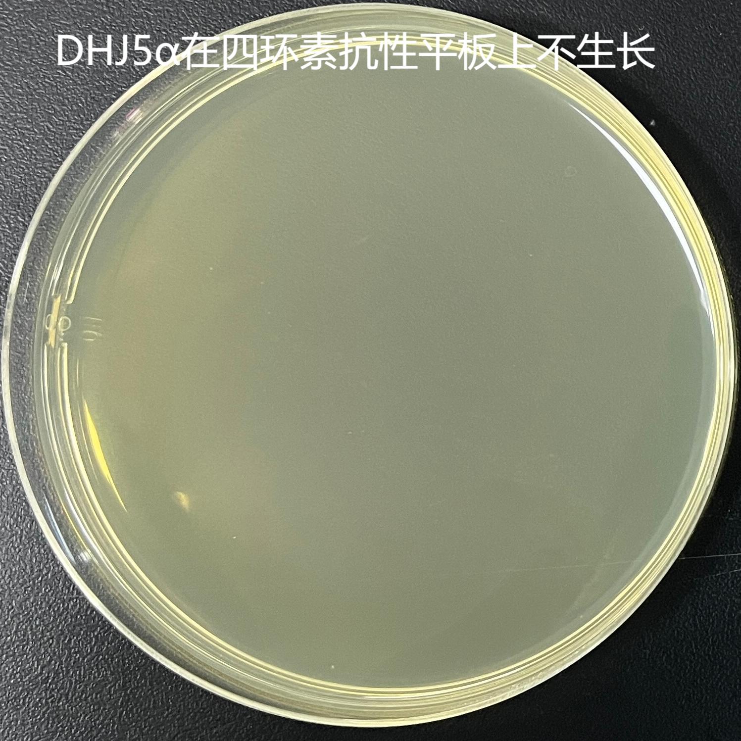 DH5α (containing pEX18TC plasmid) E. coli-BNCC