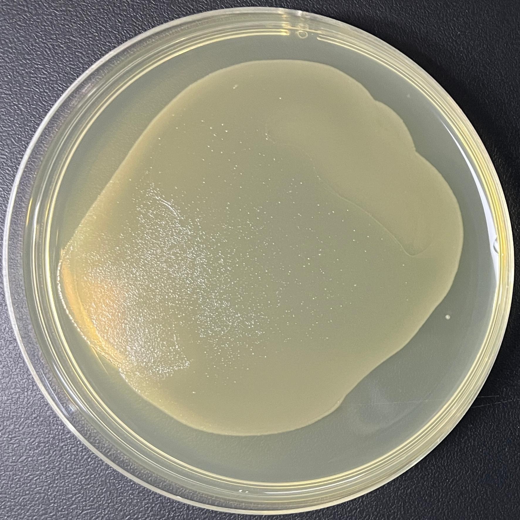 DH5α (containing pEX18TC plasmid) E. coli-BNCC