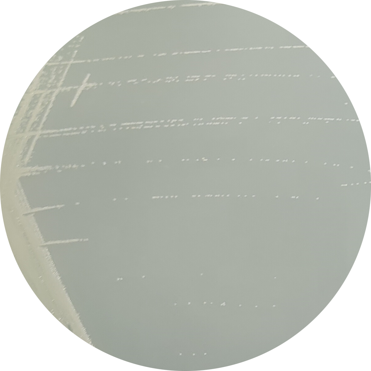 Fusarium graminearum-BNCC