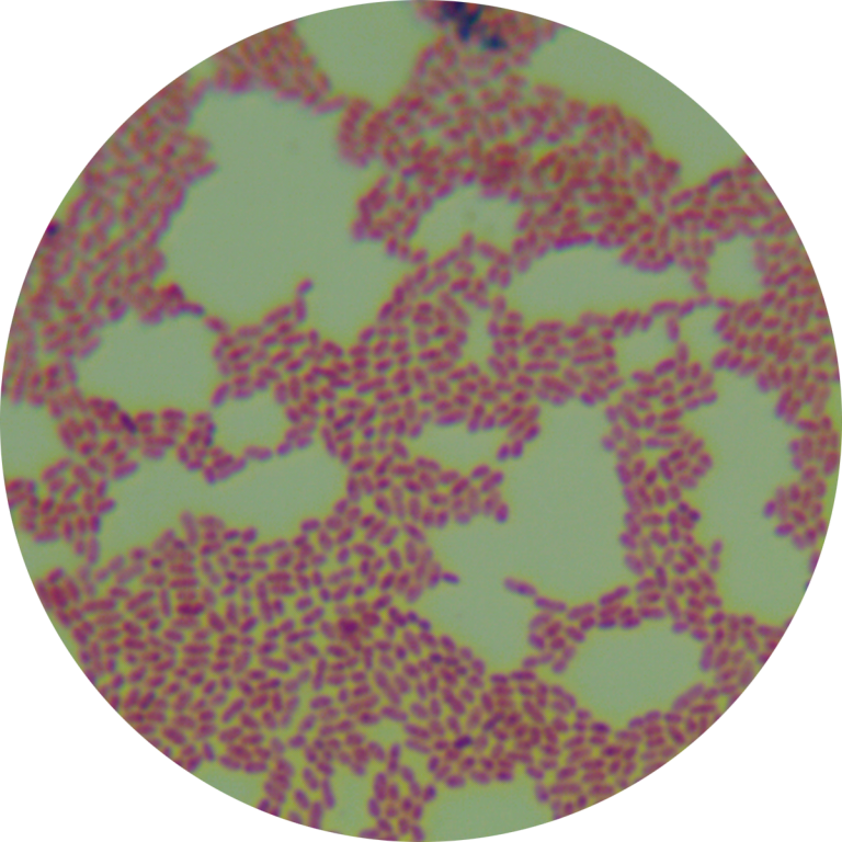 Fusarium graminearum-BNCC