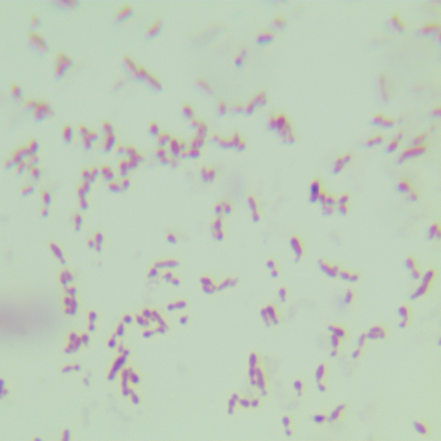 Rare variant cocci-BNCC
