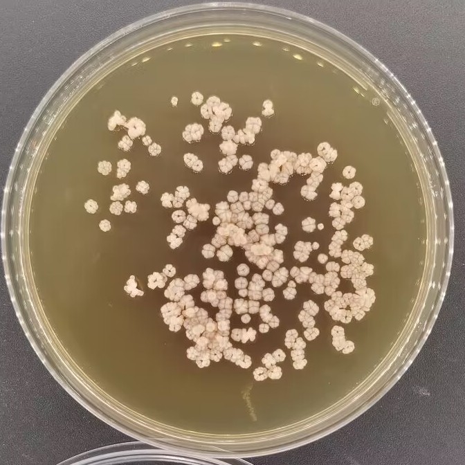 Streptomyces coelicolor-BNCC