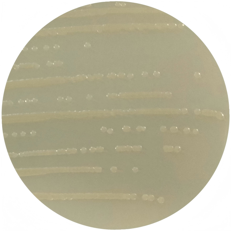 Ureibacillus Massiliensis-BNCC
