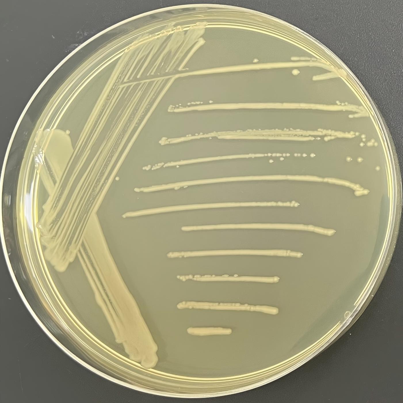 DH5α (containing pGEX-6p-1 plasmid) E. coli-BNCC