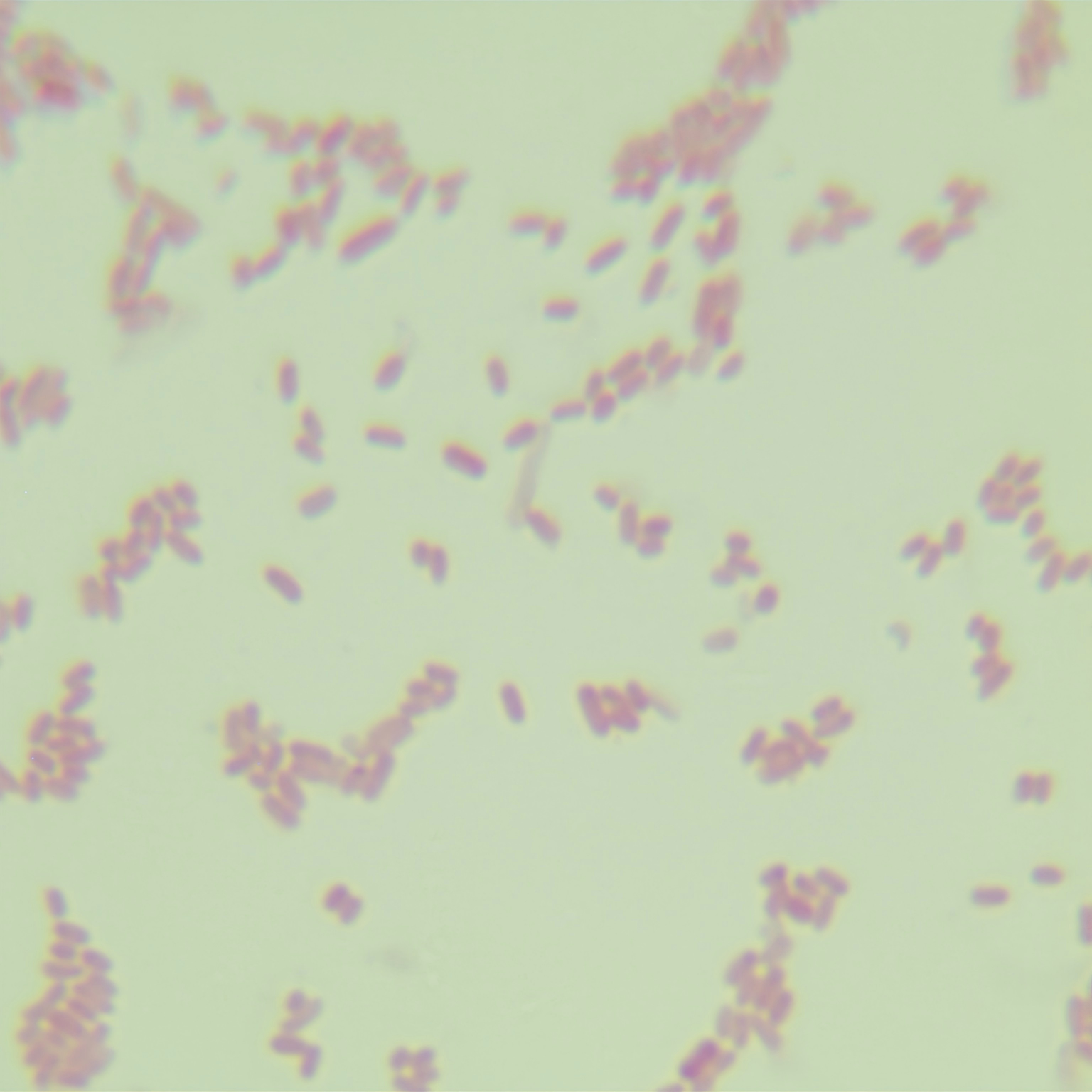 DH5α (containing pGEX-6p-1 plasmid) E. coli-BNCC
