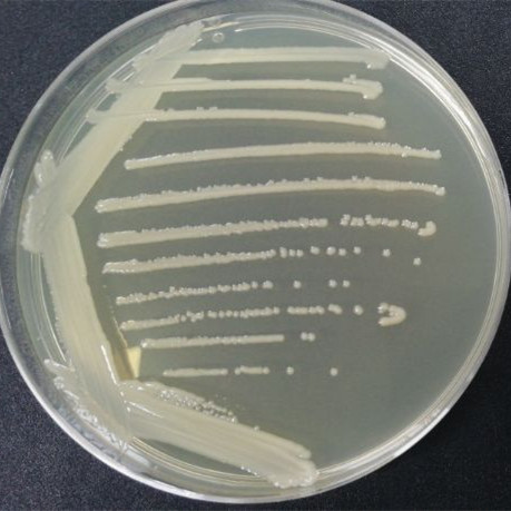 Escherichia coli-BNCC