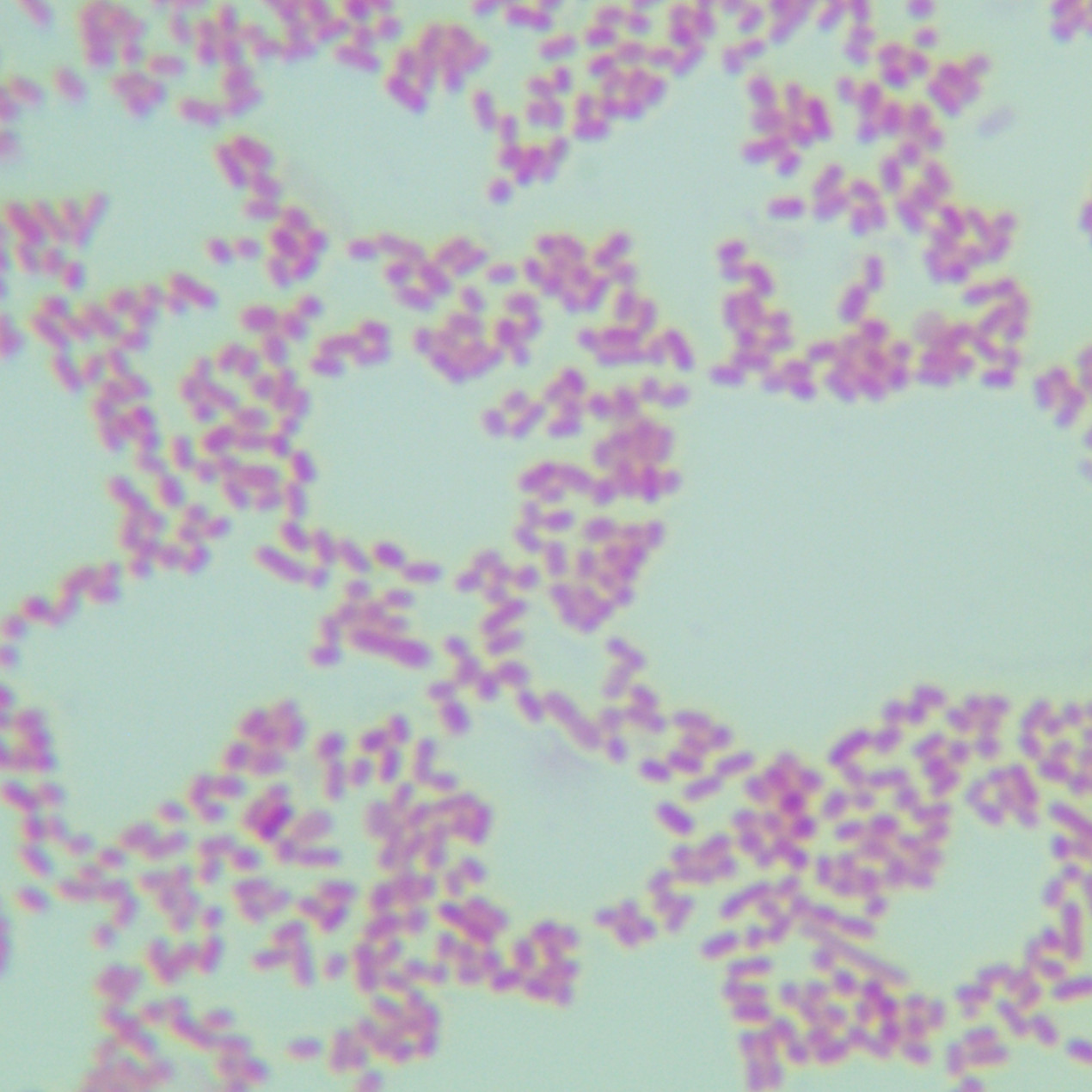 Escherichia coli-BNCC
