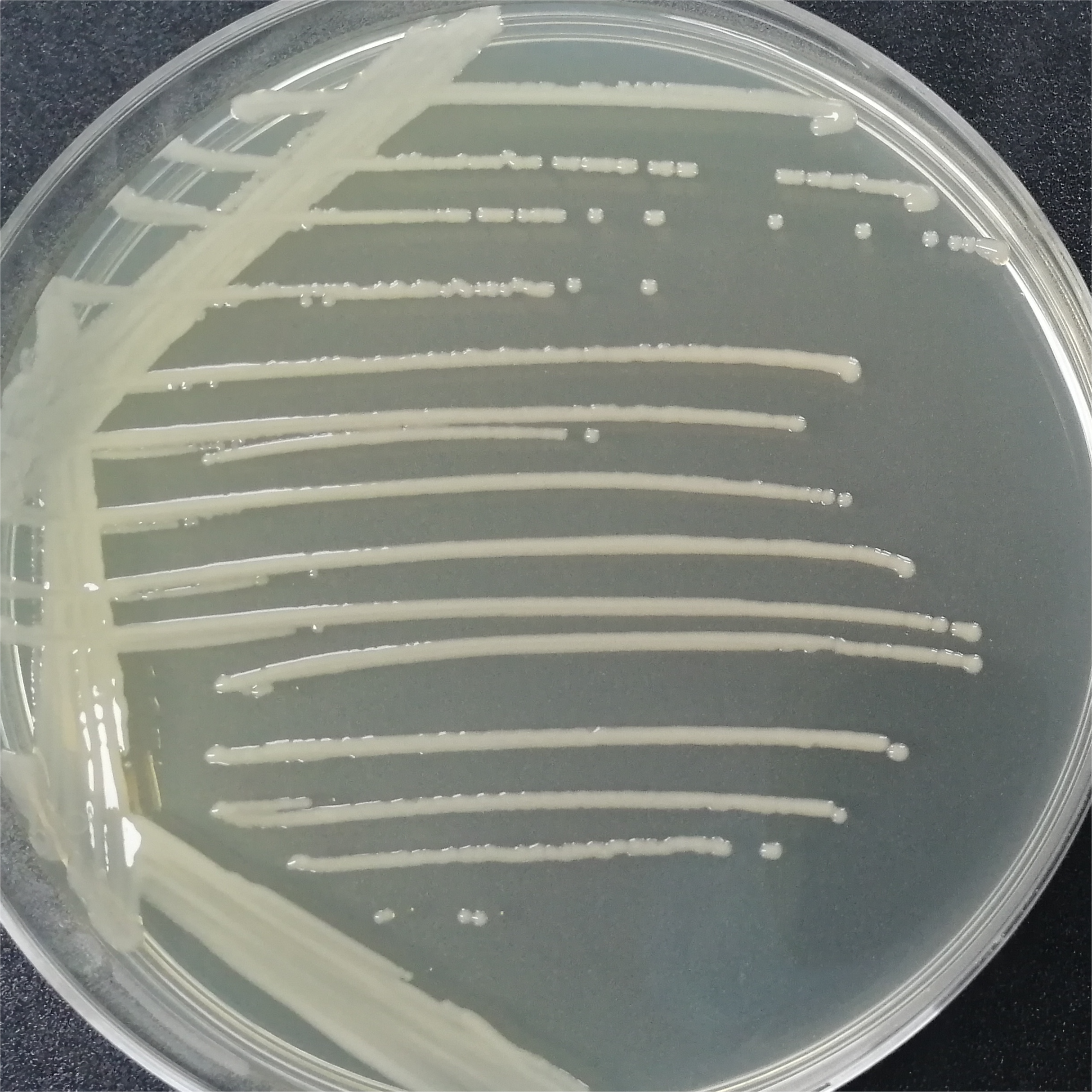 Escherichia coli-BNCC