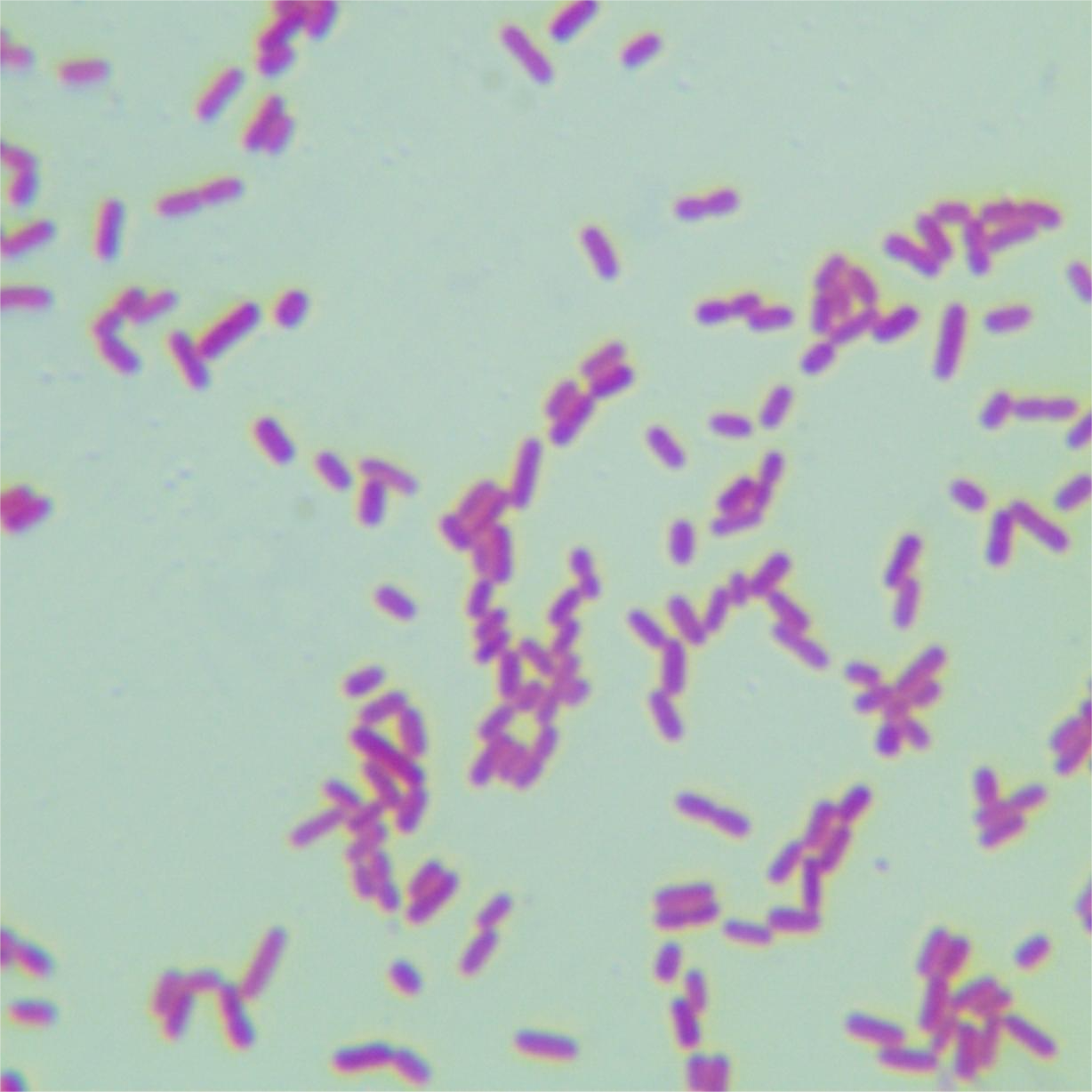 Escherichia coli-BNCC
