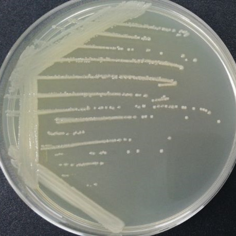 Escherichia coli-BNCC
