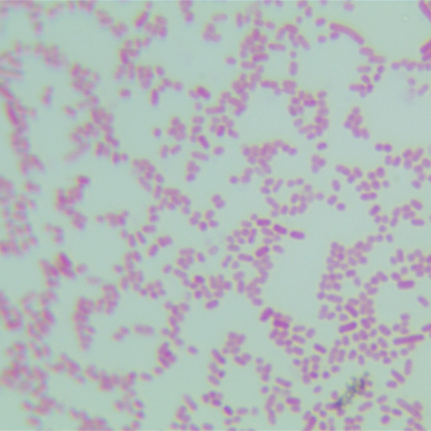 Escherichia coli-BNCC