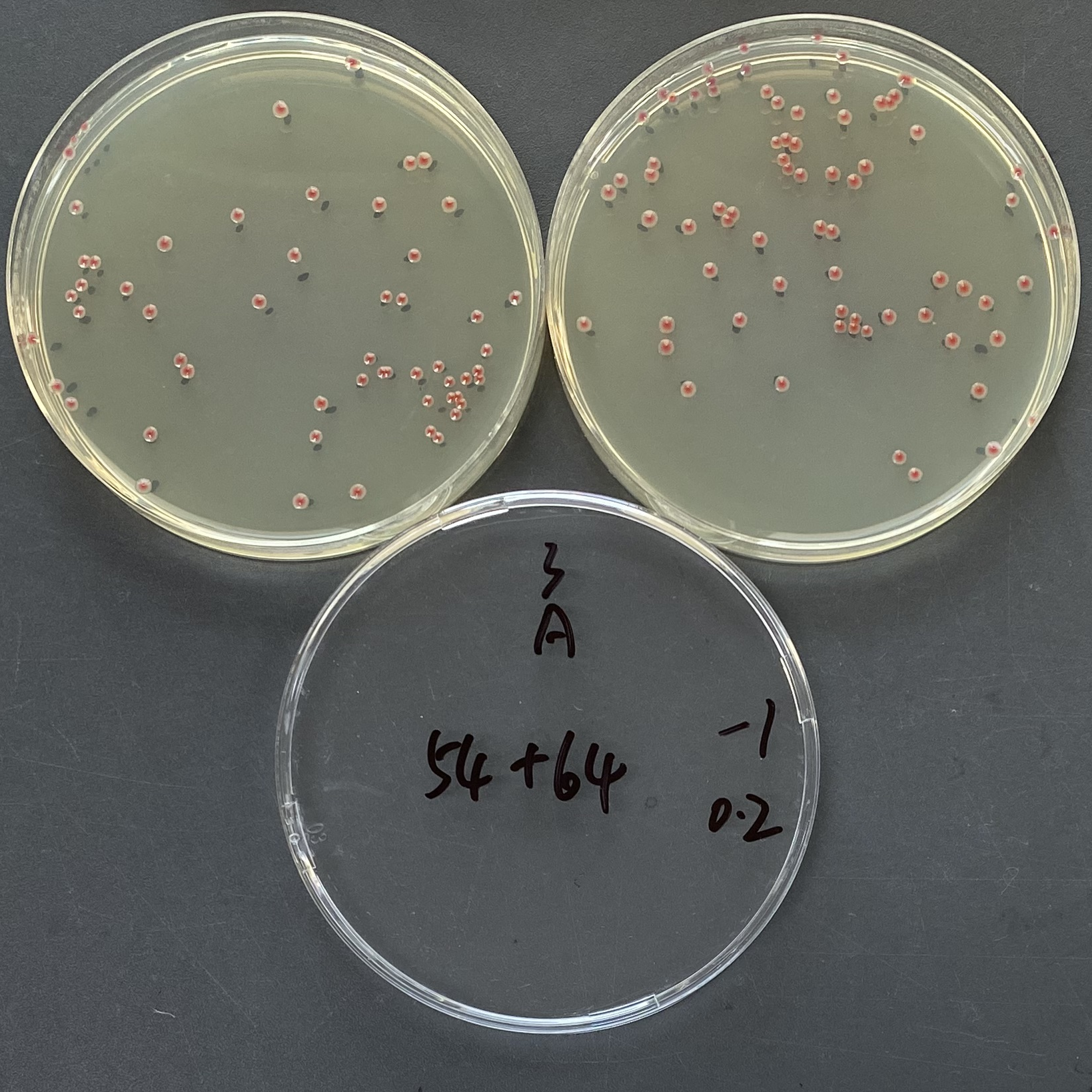 Quantitative strain of Serratia marcescens-BNCC