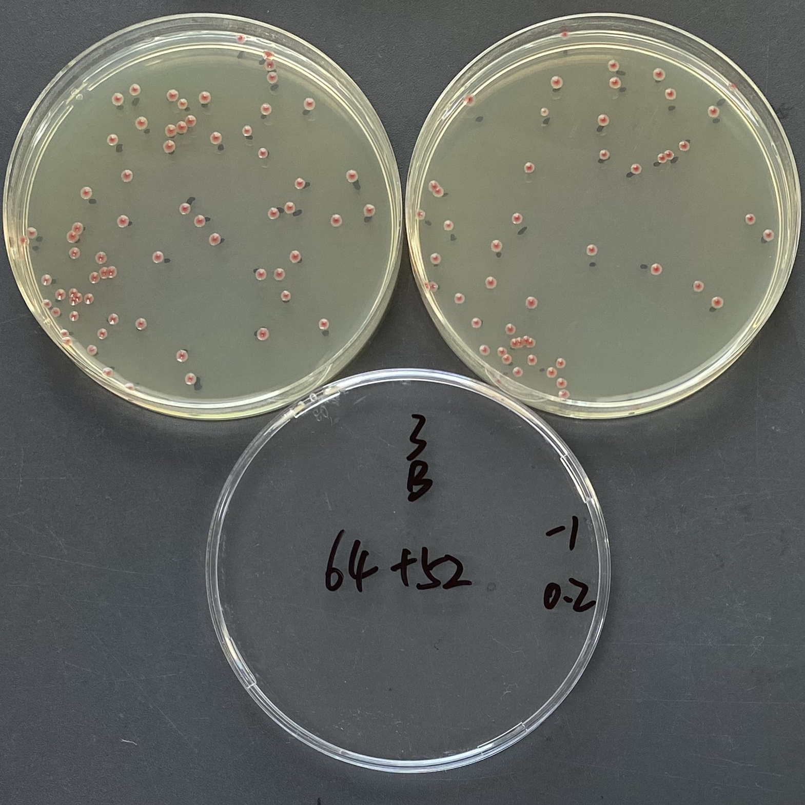 Quantitative strain of Serratia marcescens-BNCC