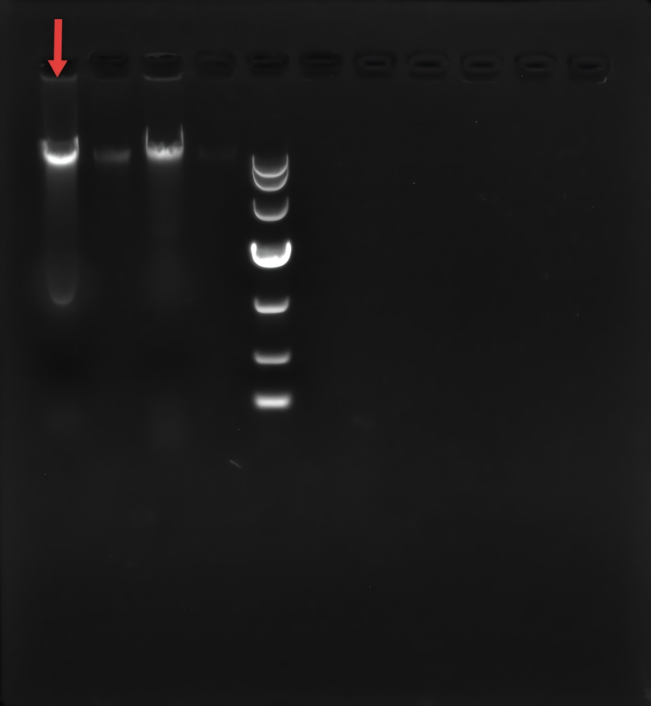 Streptococcus faecalis-BNCC