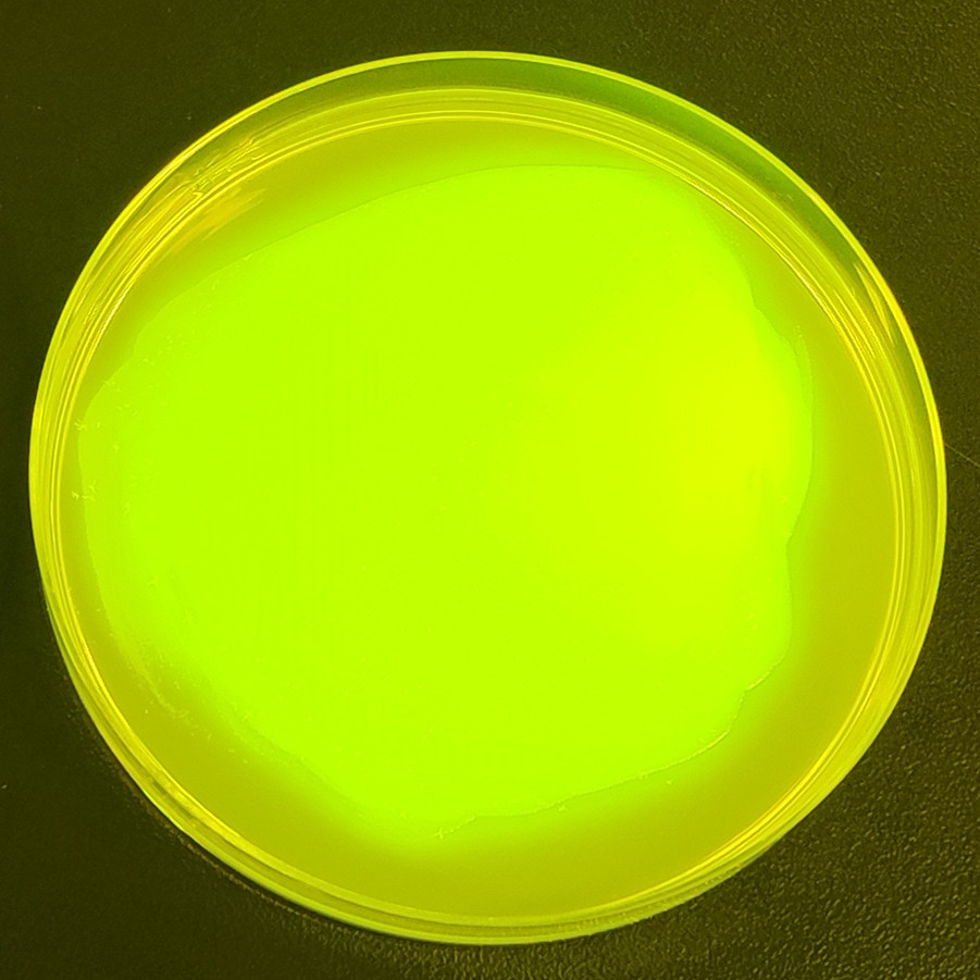 PAO1 Pseudomonas aeruginosa (green fluorescence)-BNCC