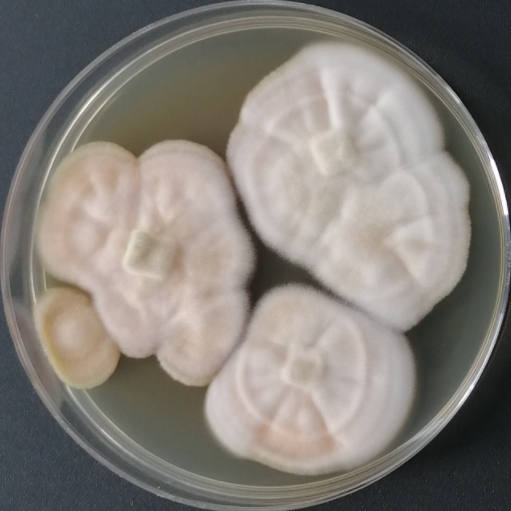 Penicillium genus-BNCC