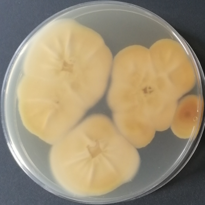 Penicillium genus-BNCC